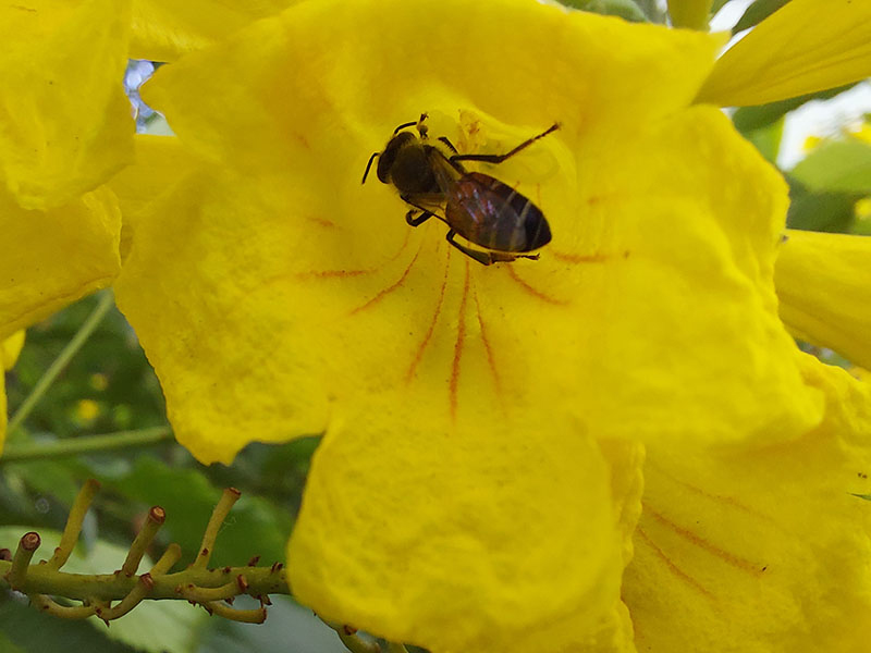 Galaxy A71 | Chế độ chụp macro 